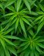 medical cannabis sticker