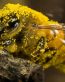 Bugs Up Close 74