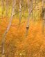 Fall Colors Adhesive Wall Graphics 08