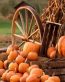 Fall Colors Adhesive Wall Graphics 15