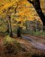 Fall Colors Adhesive Wall Graphics 62