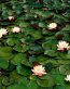 Flowers and Plants Vinyl Wall Art 238
