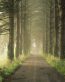 Landscape Vinyl Wall Graphic Decals 37