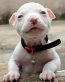 Pitbull Photo Stickers 08