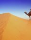 Sand and Deserts Vinyl Wall Graphics 39