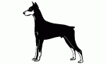 037 Doberman Decal