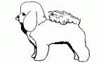 043 Bichon Frise Decal