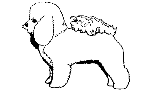 043 Bichon Frise Decal