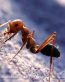 Bugs Up Close 91