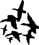 Duck Hunting Decal Sticker 10