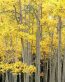 Forest and Trees Vinyl Wall Decals 010