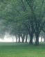 Forest and Trees Vinyl Wall Decals 035