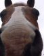 Horse Wall Art Decals 12