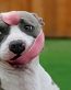 Pitbull Photo Stickers 04