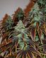 Sour Jack Bud Decal