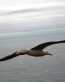 Bird Vinyl Wall Graphics 22
