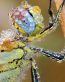 Bugs Up Close 72