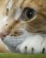 Cat Vinyl Wall Graphics 04