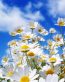 Flowers and Plants Vinyl Wall Art 025