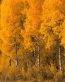Forest and Trees Vinyl Wall Decals 006