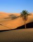 Sand and Deserts Vinyl Wall Graphics 15