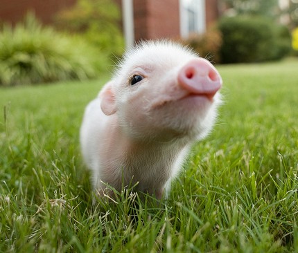 Baby Pig in Grass Color Decal