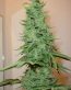 Bud Pictures 02