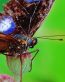 Bugs Up Close 38
