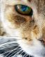 Cat Vinyl Wall Graphics 02