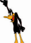 Daffy 12