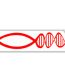 DNA fish bumper sticker