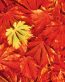 Fall Colors Adhesive Wall Graphics 60