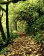 Forest and Trees Vinyl Wall Decals 060