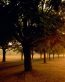 Forest and Trees Vinyl Wall Decals 100
