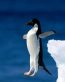 Bird Vinyl Wall Graphics 11