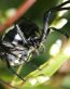 Bugs Up Close 16