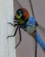 Bugs Up Close 37