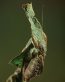 Bugs Up Close 64