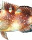 Color Fish Decal 1