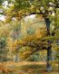 Fall Colors Adhesive Wall Graphics 49