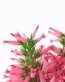 Flowers and Plants Vinyl Wall Art 191