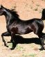 Horse Wall Art Decals 11