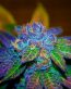 oh my weed bud sticker