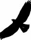 Raptor Bird Birds Animal Animals Vinyl Decal Sticker 02