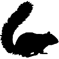 Copy of squirrel decal 5