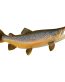 Brown Trout Decal