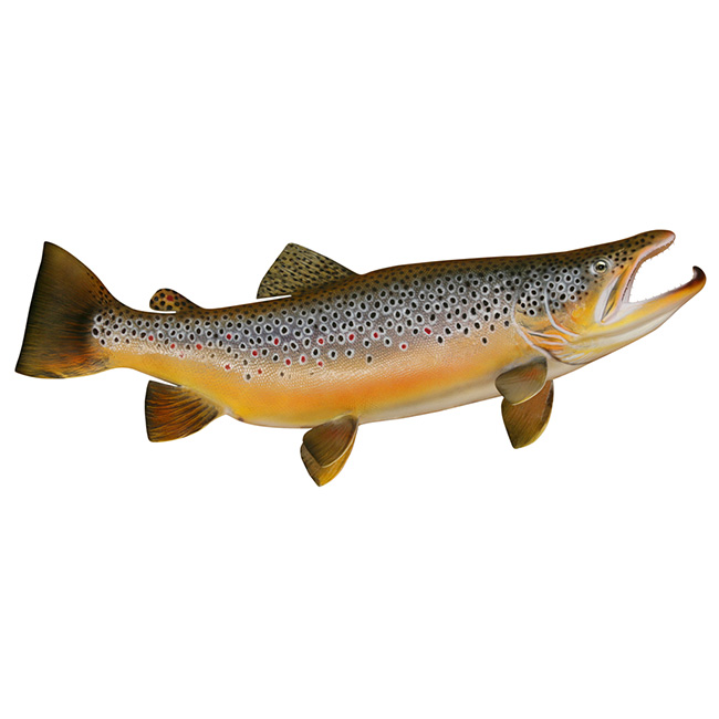 Brown Trout Decal - Pro Sport Stickers