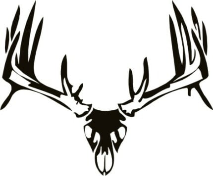 Deer Skull 02