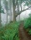 Forest and Trees Vinyl Wall Decals 024