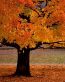 Forest and Trees Vinyl Wall Decals 115